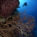 coral_black_fsw_jar_v_0161_cub4074.jpg